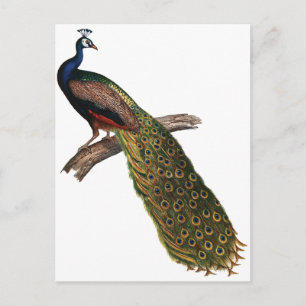 Vintage Peacock Postcard