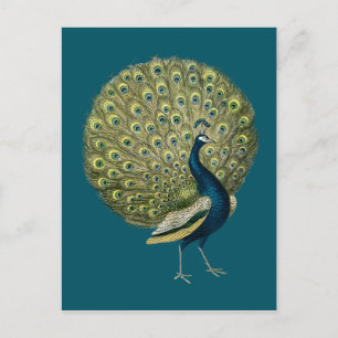 Vintage Peacock Postcard