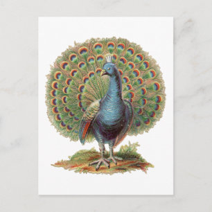 Vintage Peacock...postcard Postcard
