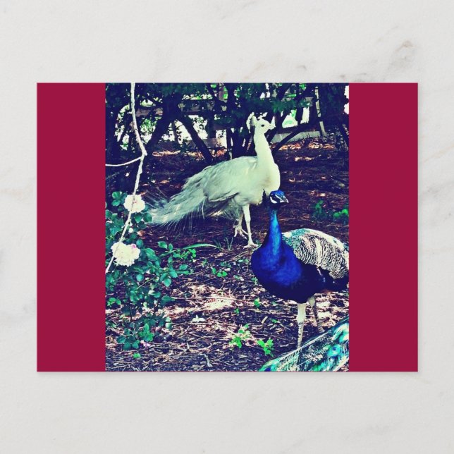 Vintage Peacocks Postcard (Front)