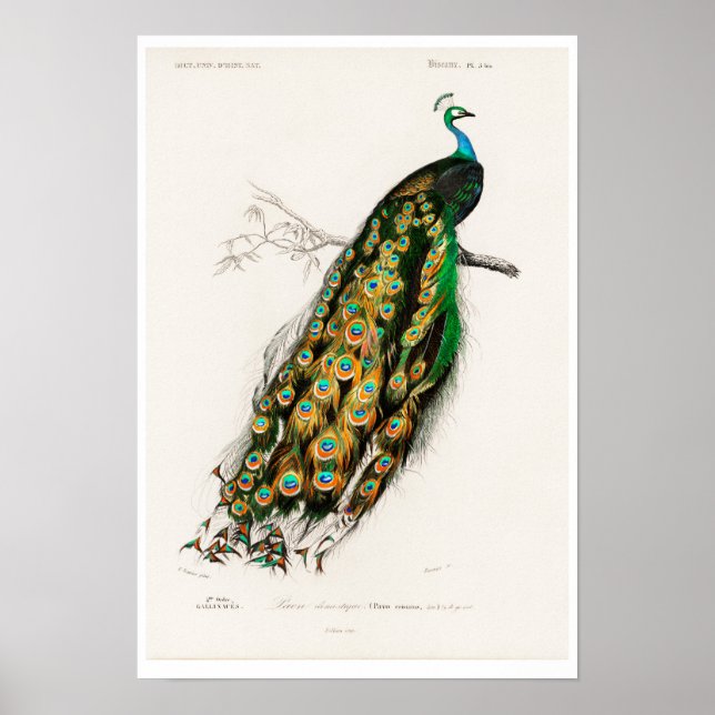VINTAGE PEAFOWL ILLUSTRATION  POSTER (Front)