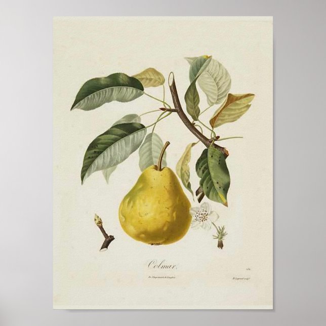 Vintage Pear Poster (Front)