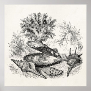 Vintage Pearl Oyster Coral Volute Shells Template Poster