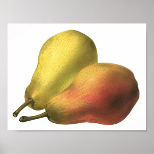 Vintage Pears, Organic Foods, Ripe Fruit Poster