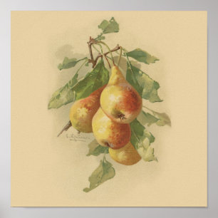 Vintage pears poster