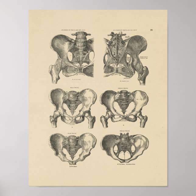 Vintage Pelvic Bones Anatomy 1880 Print (Front)