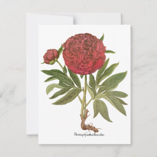 Vintage Peonies, Peony Flowers by Basilius Besler