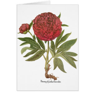 Vintage Peonies, Peony Flowers by Basilius Besler