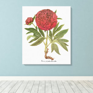 Vintage Peonies, Peony Flowers by Basilius Besler Canvas Print