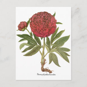 Vintage Peonies, Peony Flowers by Basilius Besler Postcard