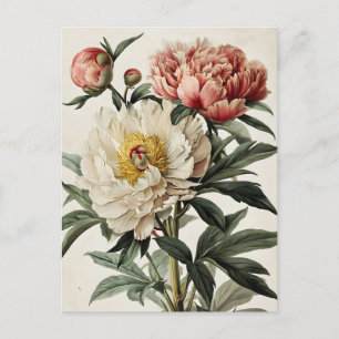 Vintage Peonies  Postcard