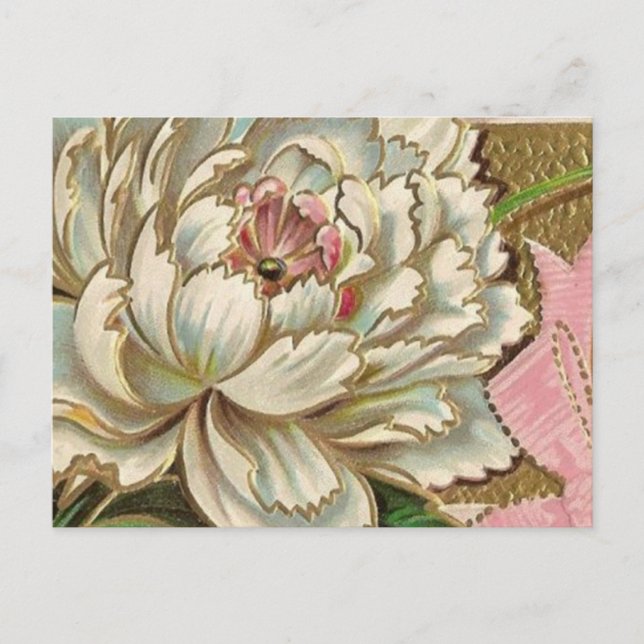 Vintage Peony Flower Postcard (Front)