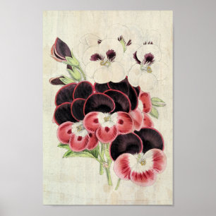 Vintage Perdita, Modesty & Garibaldi Pelargoniums Poster
