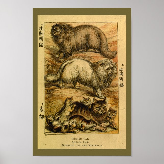 Vintage Persian Angola Cat Natural History Print (Front)