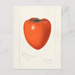 Vintage Persimmon Fruit Watercolor Painting Postcard