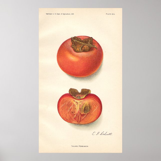 Vintage Persimmon Poster (Front)
