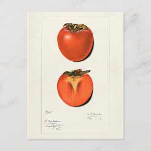 Vintage Persimmons Fruit Watercolor Painting Postcard