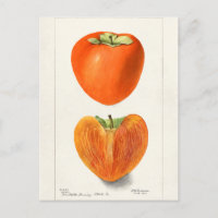 Vintage Persimmons Fruit Watercolor Painting