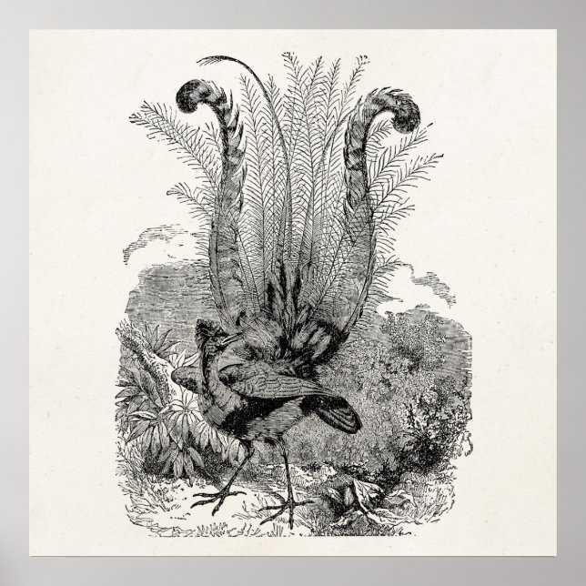 Vintage Personalised Bird - Retro Lyrebird Birds Poster (Front)