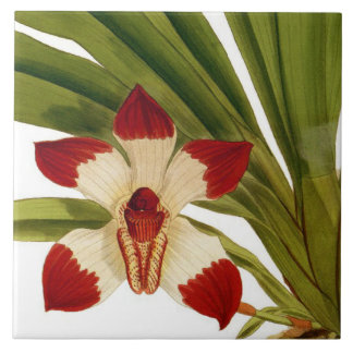 Vintage Pescatorea Klabochorum Rare Orchid Flower Tile