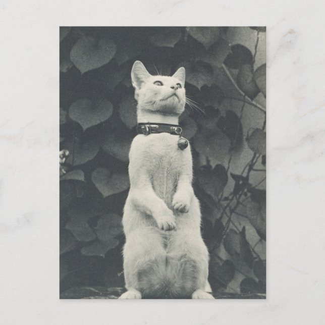 Vintage Pet Cat Photo Postcard (Front)