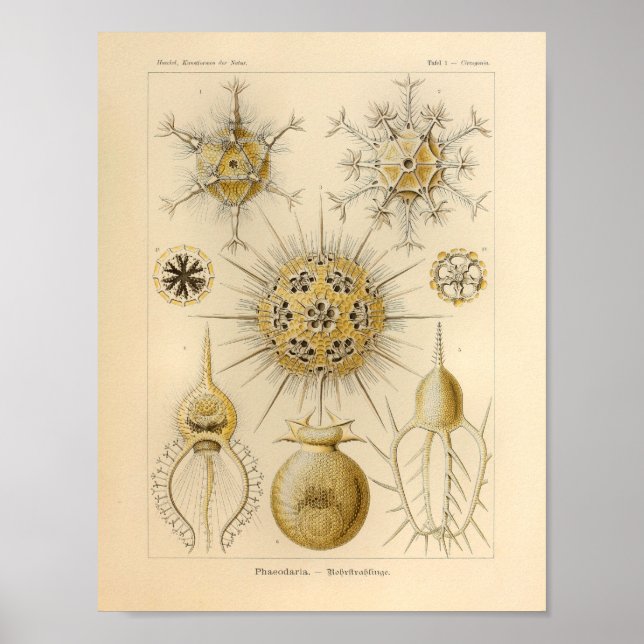Vintage Phaeodaria Colour Ernst Haeckel Print (Front)