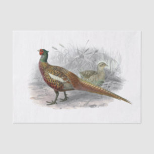Vintage Pheasant Game Bird Drawing Colour #3 Tissue Paper