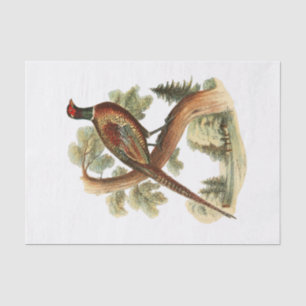 Vintage Pheasant on Branch w/ Trees Drawing Colour Tissue Paper