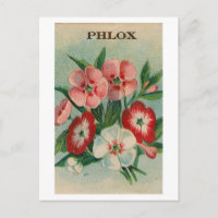 vintage phlox seed packet postcard