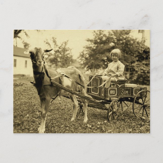 Vintage Photo- "Goat Cart"-  Postcard (Front)