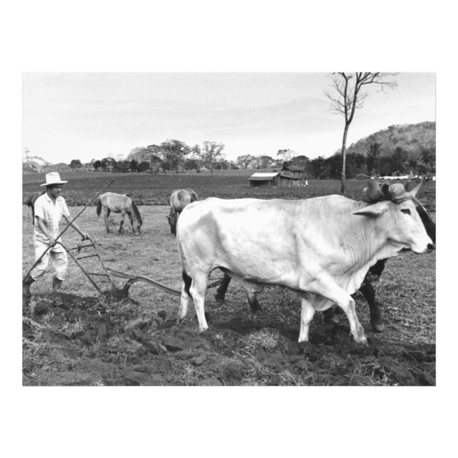 Vintage Photo of Mexican Farmer and Cows Print (Front)
