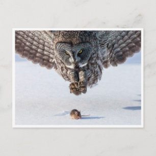 Vintage Photo Postcard