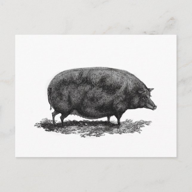 Vintage pig etching card (Front)