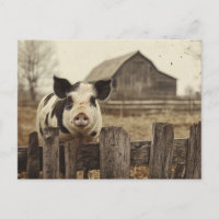 Vintage Pig on a Farm