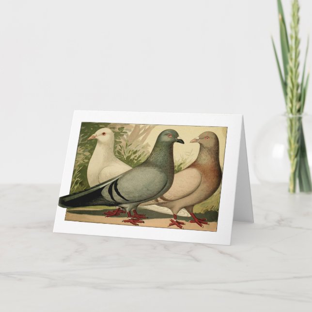 Vintage Pigeons Greeting card (Front)