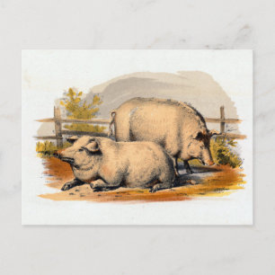 Vintage Pigs Illustration Postcard