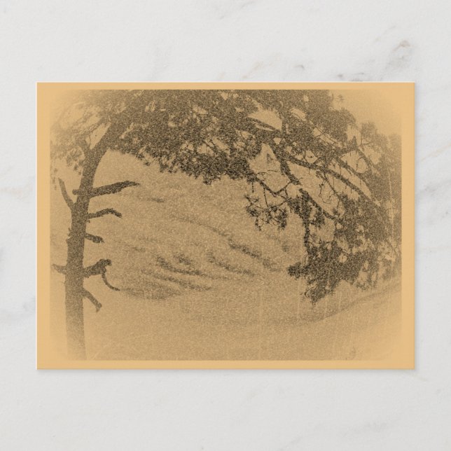 Vintage Pine tree silhouette, sunrise Postcard (Front)