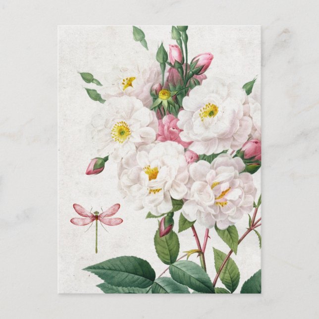 Vintage Pink and White Roses and Dragonfly Postcard (Front)