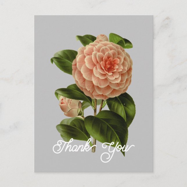Vintage Pink Camellia Albino Botti Thank You Postcard (Front)