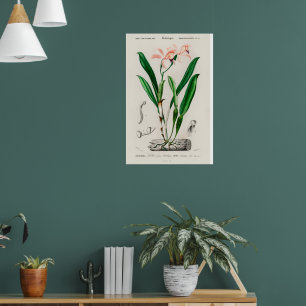 Vintage Pink Cattleya Orchid Botanical Print