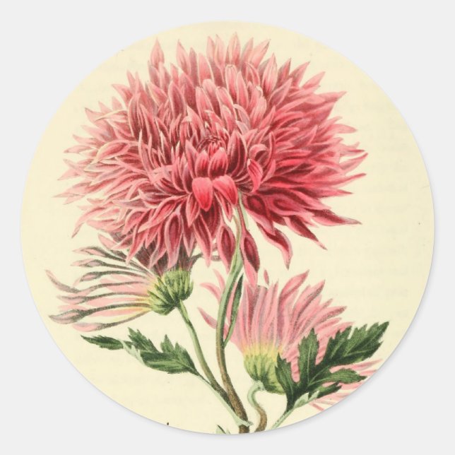 Vintage Pink Chrysanthemum Flower Classic Round Sticker (Front)