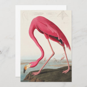 Vintage Pink Flamingo Audubon Invitation
