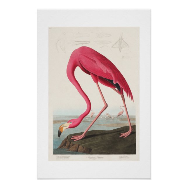 Vintage Pink Flamingo Audubon Poster (Front)