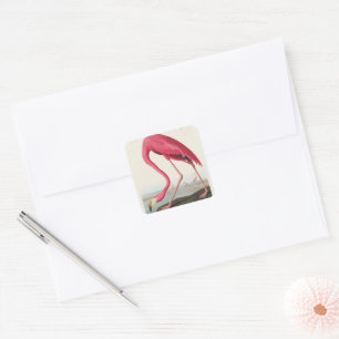 Vintage Pink Flamingo Audubon Square Sticker