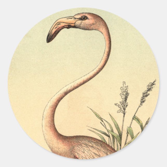 Vintage Pink Flamingo Illustration Classic Round Sticker (Front)