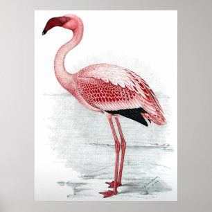 Vintage Pink Flamingo Painting Poster