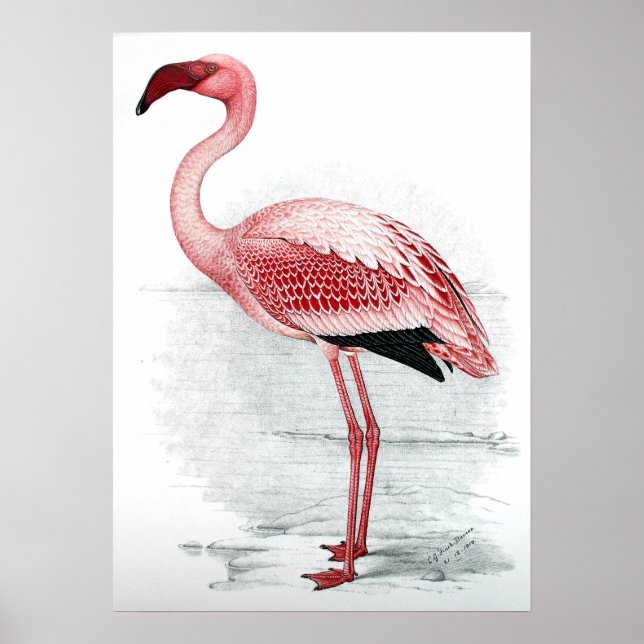 Vintage Pink Flamingo Poster (Front)