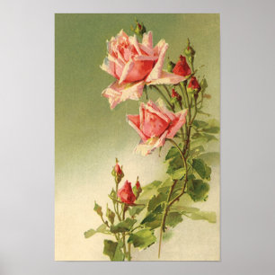 Vintage Pink Garden Roses for Valentine's Day Poster