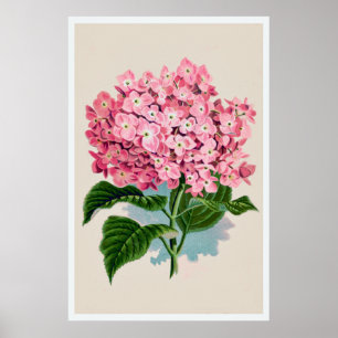 Vintage Pink Hydrangea Flower Print