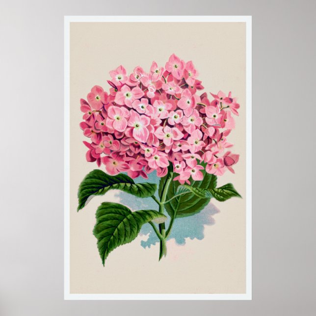 Vintage Pink Hydrangea Flower Print (Front)